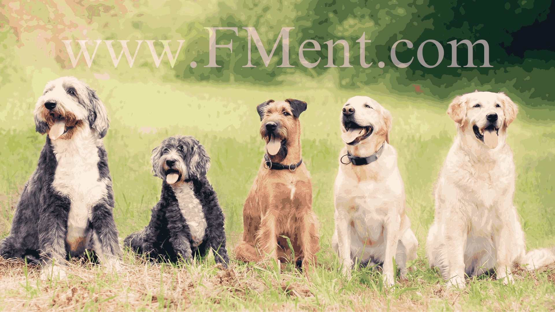 Best Dog Food for Sensitive Stomach | Grain-Free Dog Food | Natural Dog Food Brands